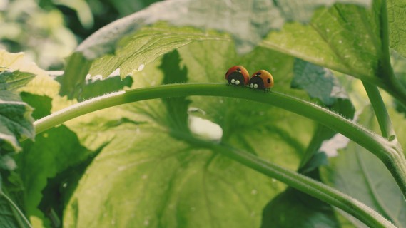 MINUSCULE, LA VALLEE DES FOURMIS PERDUES