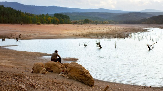 Le poirier sauvage